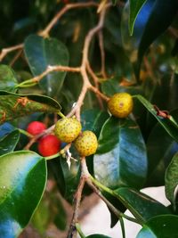 Close-up of berries growing on tree