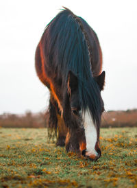 Close-up of horse grazing on field against clear sky