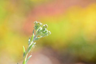 Close-up of plant