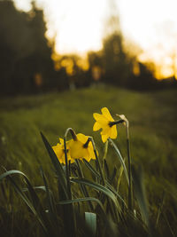 Yellow flowers on wet grass