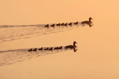 View of birds on lake against sky during sunset