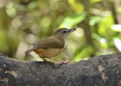 Close-up of bird perching on tree