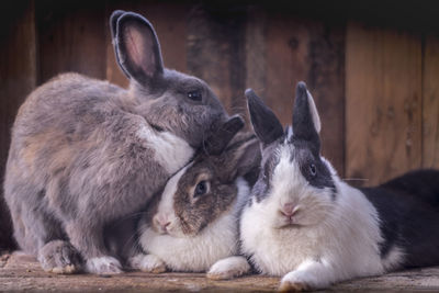 Close-up of three rabbit