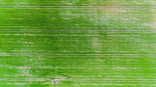 Full frame shot of trees on field