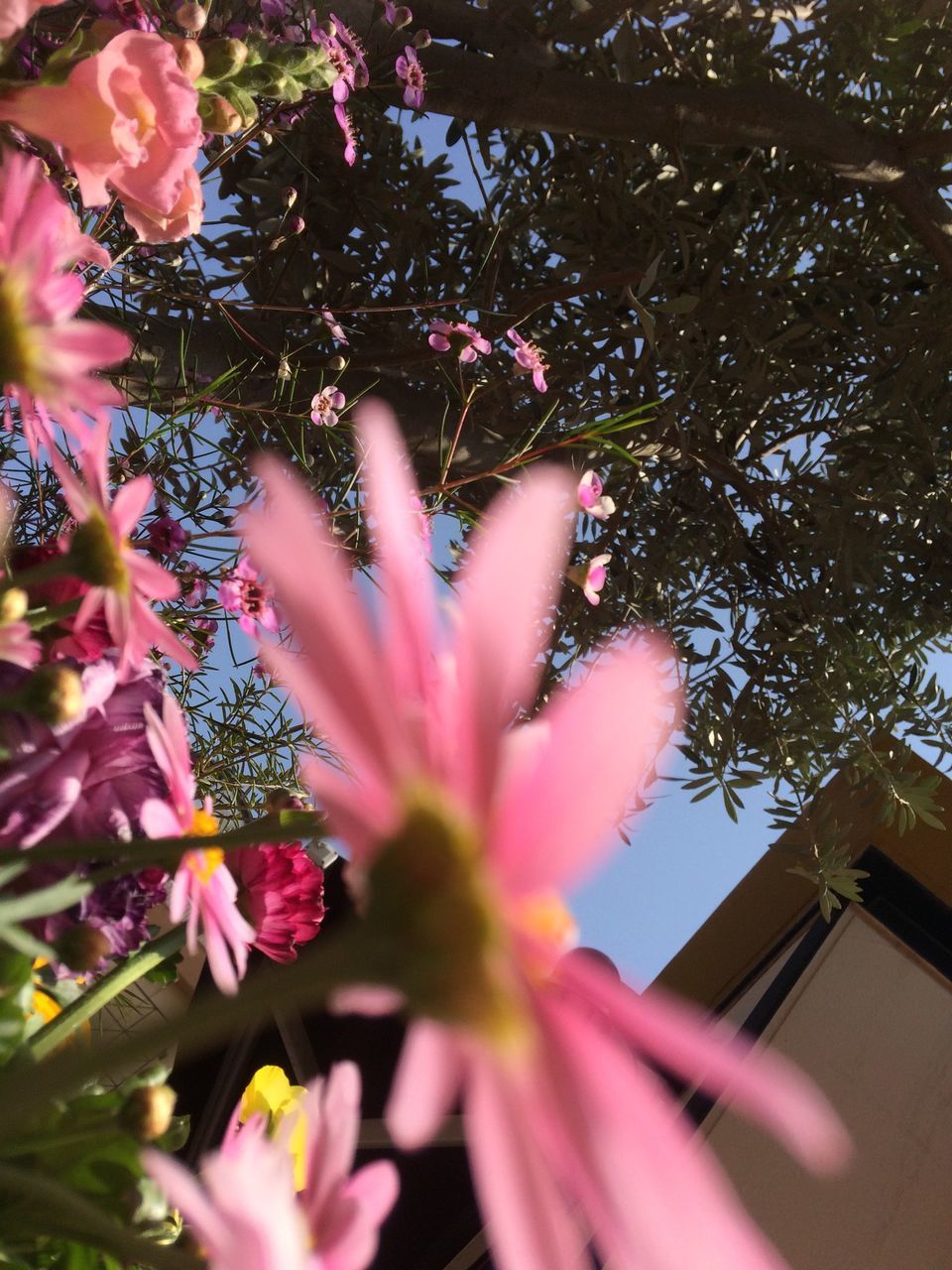 flower, pink color, freshness, petal, fragility, growth, beauty in nature, flower head, nature, pink, close-up, blooming, low angle view, in bloom, blossom, stamen, branch, focus on foreground, pollen, tree