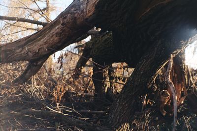 Close-up of bare tree