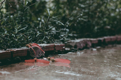 Close-up of crab on wood by river