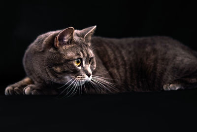 Close-up of a cat looking away
