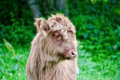 Highland cattle calf standing on field during rainy season
