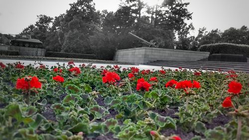 Close-up of red flowers