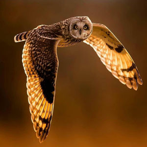 Close-up of eagle flying