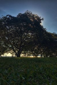 Trees on field against sky