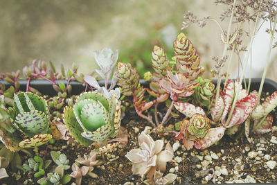 Close-up of flowering plants