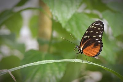 Butterfly on leaf