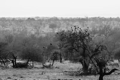 Trees on field against sky