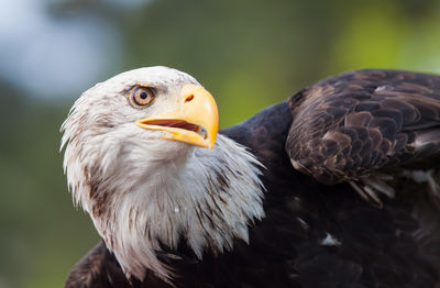 Close-up of eagle