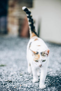 Portrait of cat on footpath