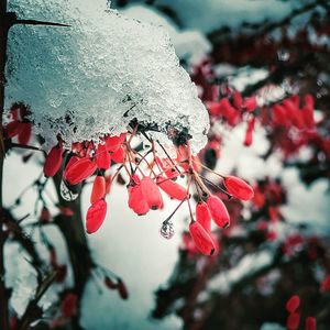 Close-up of frozen plant