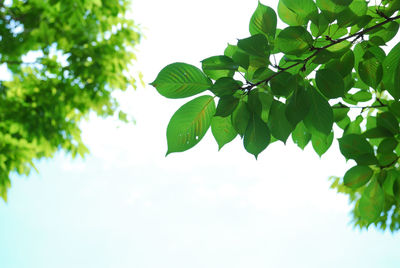 Low angle view of tree against clear sky