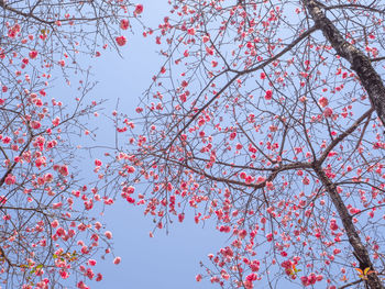 Low angle view of cherry blossoms against sky