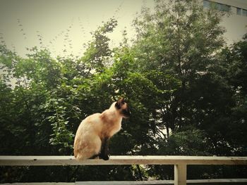 Rear view of a dog