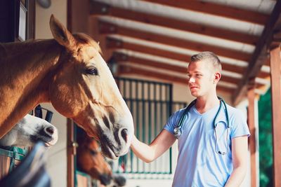 Male veterinarian checking horse at stable