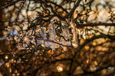 Close-up of snow on plant