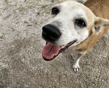 Close-up of dog