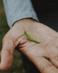 Close-up of a hand holding insect
