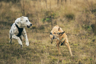 View of dogs running on field