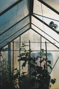 Potted plants in greenhouse