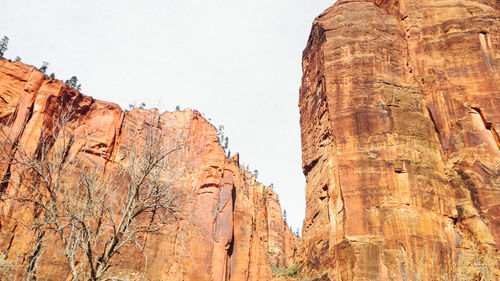 Low angle view of tree against sky