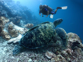 Scuba diver and green turtle