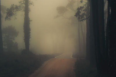 Road amidst trees in forest during foggy weather