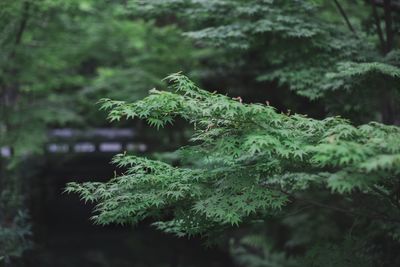 Close-up of moss on tree branch