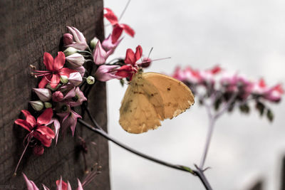 Close-up of bougainvillea blooming outdoors