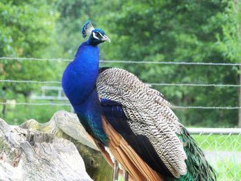 Close-up of peacock at park