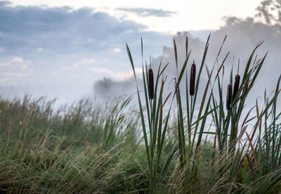 Close-up of stalks in field against sky