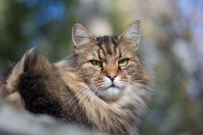 Close-up portrait of a cat