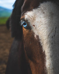 Close-up of horse eye