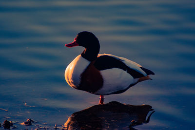 Bird perching on a lake