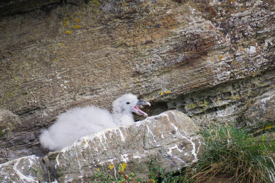 High angle view of bird on rock