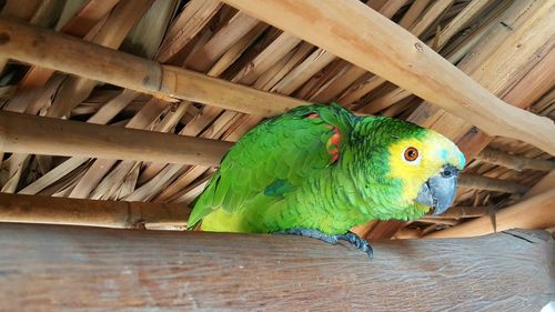 Close-up of parrot perching on wood