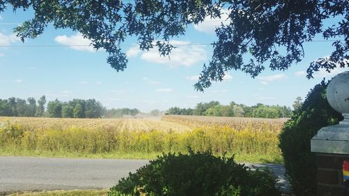 Scenic view of field against sky