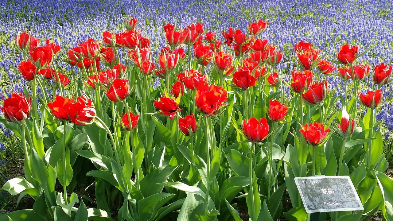 flower, freshness, growth, red, fragility, beauty in nature, plant, petal, tulip, nature, flower head, blooming, field, green color, high angle view, day, in bloom, poppy, abundance, outdoors