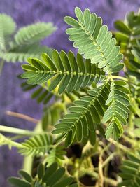 Close-up of fresh green leaves