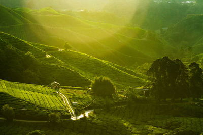 Aerial view of rural landscape