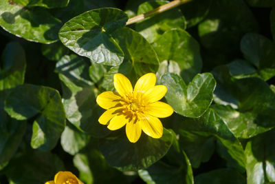 Close-up of yellow flowering plant leaves