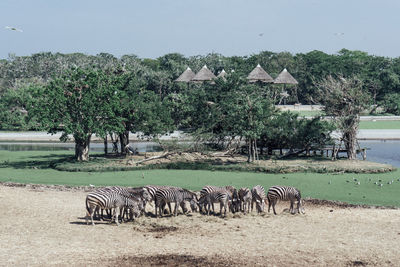 Horses grazing on field