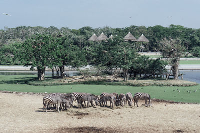 Horses grazing on field